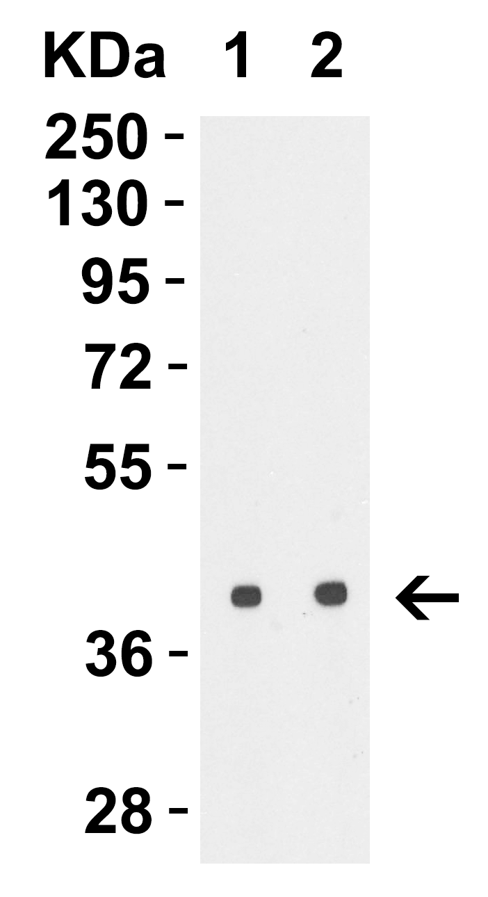 Avian Influenza H5N1 Hemagglutinin (NT) Antibody