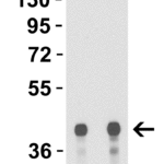 <strong>Figure 1 Western Blot Validation with H5N1 HA Protein </strong><br>  Loading: 30 ng H5N1 Hemagglutinin recombinant protein (Cat. No. 95-101).  Antibodies: Avian Influenza H5N1 HA antibody, 3911, 1h incubation at RT in 5% NFDM/TBST.   Secondary: Rabbit anti-goat IgG HRP conjugate at 1:10,000 dilution. Lane 1: 0.5 μg/mL; Lane 2: 1 μg/mL