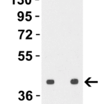 <strong>Figure 1 Western Blot Validation with H5N1 HA Protein </strong><br>  Loading: 30 ng H5N1 Hemagglutinin recombinant protein (Cat. No. 95-101).  Antibodies: Avian Influenza H5N1 HA antibody, 3913, 1h incubation at RT in 5% NFDM/TBST.   Secondary: Rabbit anti-goat IgG HRP conjugate at 1:10,000 dilution. Lane 1: 0.5 μg/mL; Lane 2: 1 μg/mL