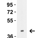 <strong>Figure 1 Western Blot Validation with H5N1 HA Protein </strong><br>  Loading: 30 ng H5N1 Hemagglutinin recombinant protein (Cat. No. 95-101).  Antibodies: Avian Influenza H5N1 HA antibody, 3925, 4 μg/mL, 1h incubation at RT in 5% NFDM/TBST.   Secondary: Rabbit anti-goat IgG HRP conjugate at 1:10,000 dilution.