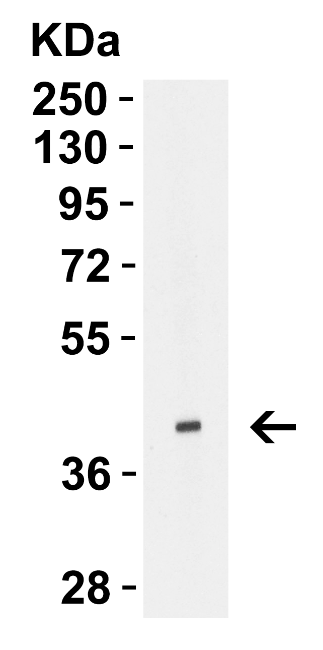 Avian Influenza H5N1 Hemagglutinin (IN3) Antibody