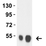 <strong>Figure 1 Western Blot Validation with Avian Influenza NA Protein </strong><br>  Loading: 50ng (Lane 1) and 100ng (Lane 2) Avian Influenza Neuraminidase recombinant protein.  Antibodies: Avian Influenza antibody, 3421,  1 μg/mL,  1h incubation at RT in 5% NFDM/TBST.   Secondary: Goat anti-rabbit IgG HRP conjugate at 1:10,000 dilution.