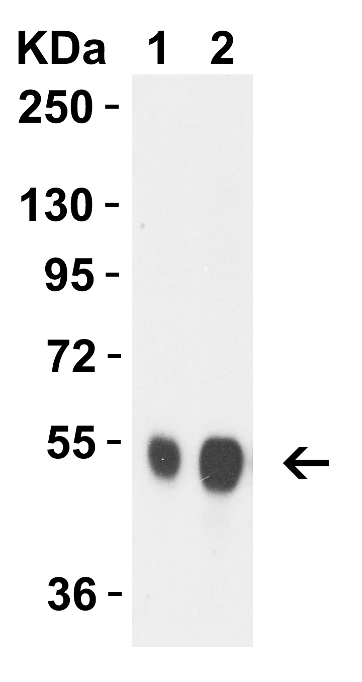 Avian Influenza Neuraminidase Antibody
