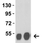 <strong>Figure 1 Western Blot Validation with Avian Influenza NA Protein </strong><br>  Loading: 50ng (Lane 1) and 100ng (Lane 2) Avian Influenza Neuraminidase recombinant protein.  Antibodies: Avian Influenza antibody, 3423,  1 μg/mL,  1h incubation at RT in 5% NFDM/TBST.   Secondary: Goat anti-rabbit IgG HRP conjugate at 1:10,000 dilution.