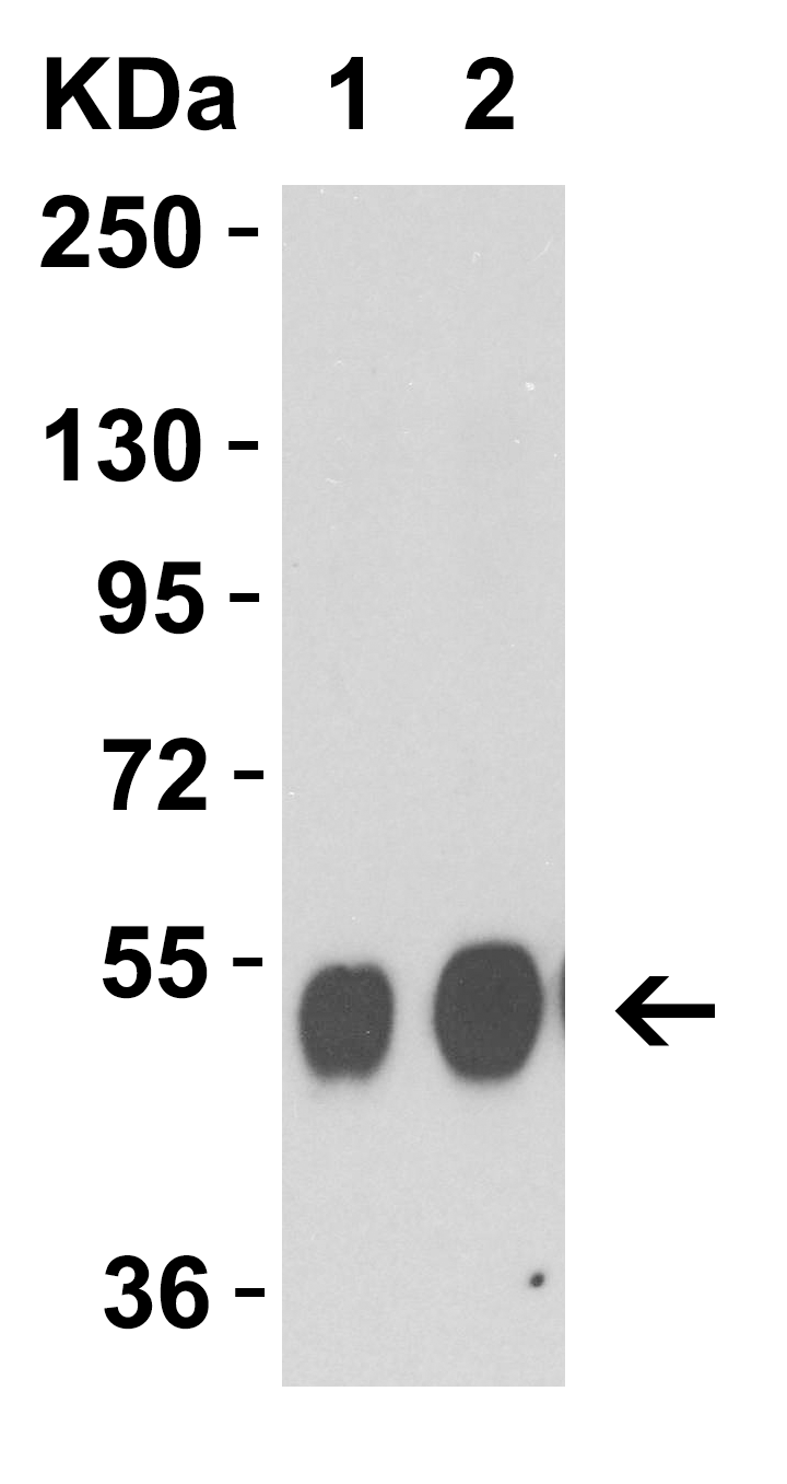 Avian Influenza Neuraminidase Antibody