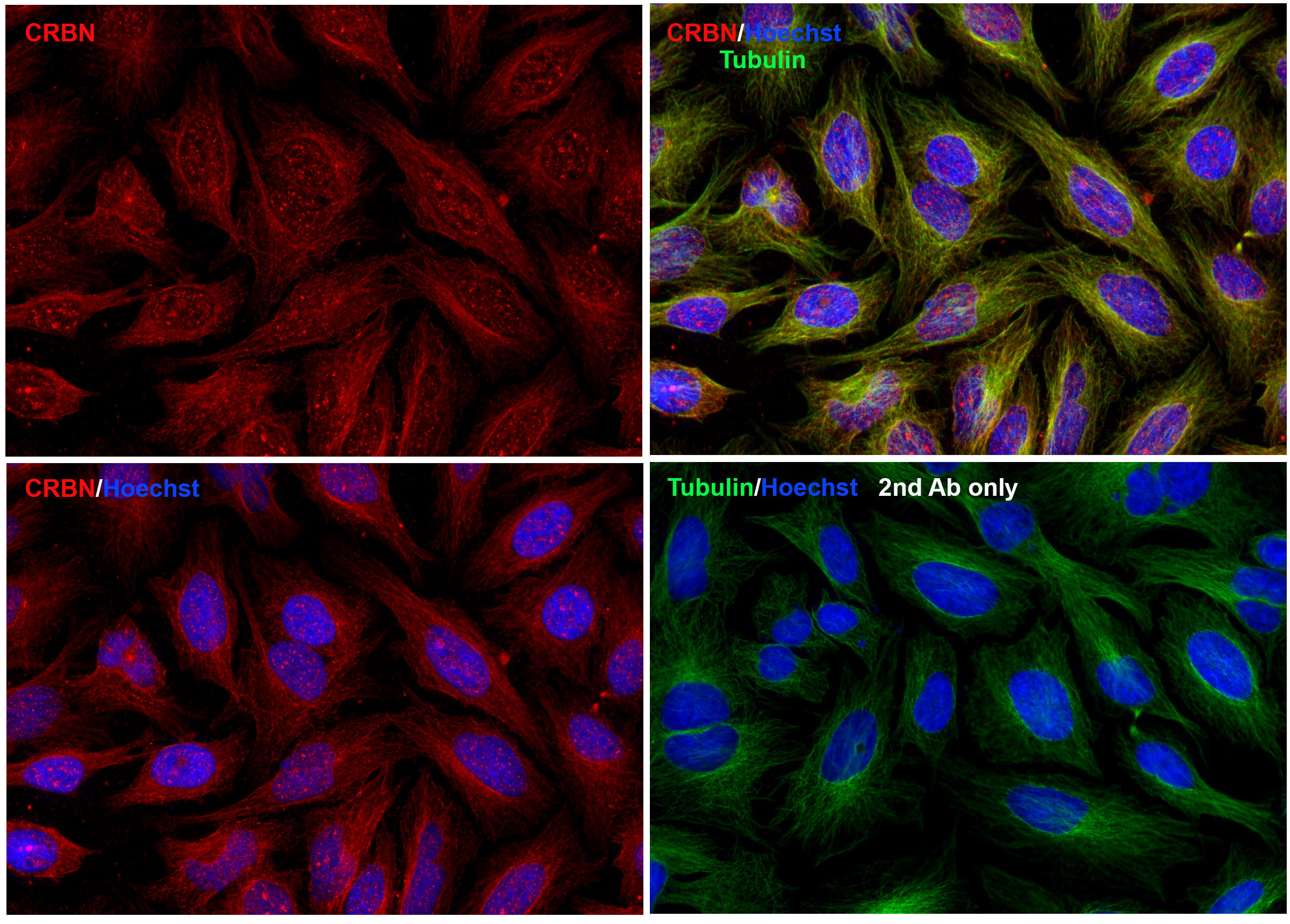CRBN Antibody