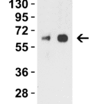 <strong>Figure 1 Western Blot Validation with H1N1 NA Protein </strong><br>  Loading: 50ng (Lane 1) and 100ng (Lane 2) H1N1 Neuraminidase recombinant protein.  Antibodies: H1N1 NA antibody, 5245,  2 μg/mL,  1h incubation at RT in 5% NFDM/TBST.   Secondary: Goat anti-rabbit IgG HRP conjugate at 1:10,000 dilution.