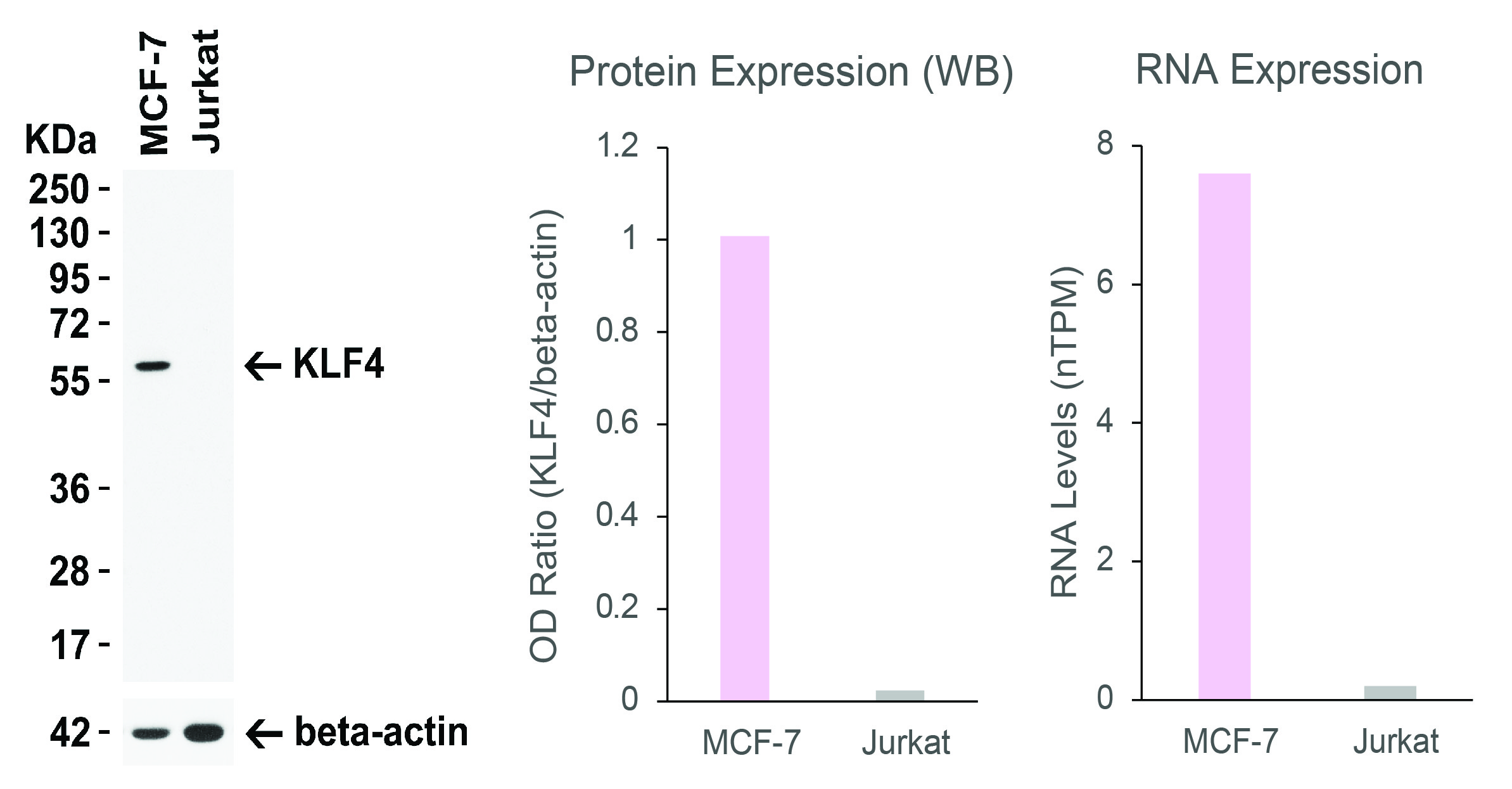 KLF4 Antibody