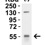 <strong>Figure 2. WB Validation in 3T3/NIH Mouse Cell Line </strong><br>Loading: 15 μgof 3T3/NIH cell lysate Antibodies: KLF4 5603, 1 μg/mL, 1 h incubation at RT in 5% NFDM/TBST. Secondary: Goat Anti-Rabbit IgG HRP conjugate at 1:10000 dilution.