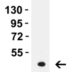 <strong>Figure 2 Western Blot Validation in Human Skeletal Muscle </strong><br>Loading: 10 μg of lysates per lane.Aμg ntibodies: LMX1A, 7087, 1 μg/mL, 1h incubation at RT in 5% NFDM/TBST.Secondary: Goat anti-rabbit IgG HRP conjugate at 1:10000 dilution.