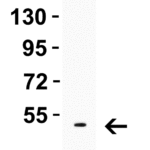 <strong>Figure 3 Western Blot Validation in Mouse Skeletal Muscle </strong><br>Loading: 10 μg of lysates per lane.Antibodies: LMX1A, 7087, 1 μg/mL, 1h incubation at RT in 5% NFDM/TBST.Secondary: Goat anti-rabbit IgG HRP conjugate at 1:10000 dilution.