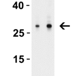 <strong>Figure 1  WB Validation in Human Tonsil </strong><br>Loading: 15 μg of lysate.  Antibodies:  MOX1 5995, 1 h incubation at RT in 8% NFDM/TBST.  Secondary: Goat Anti-Rabbit IgG HRP conjugate at 1:10,000 dilution.Lane 1: 1 μg/mLLane 2: 2 μg/mL