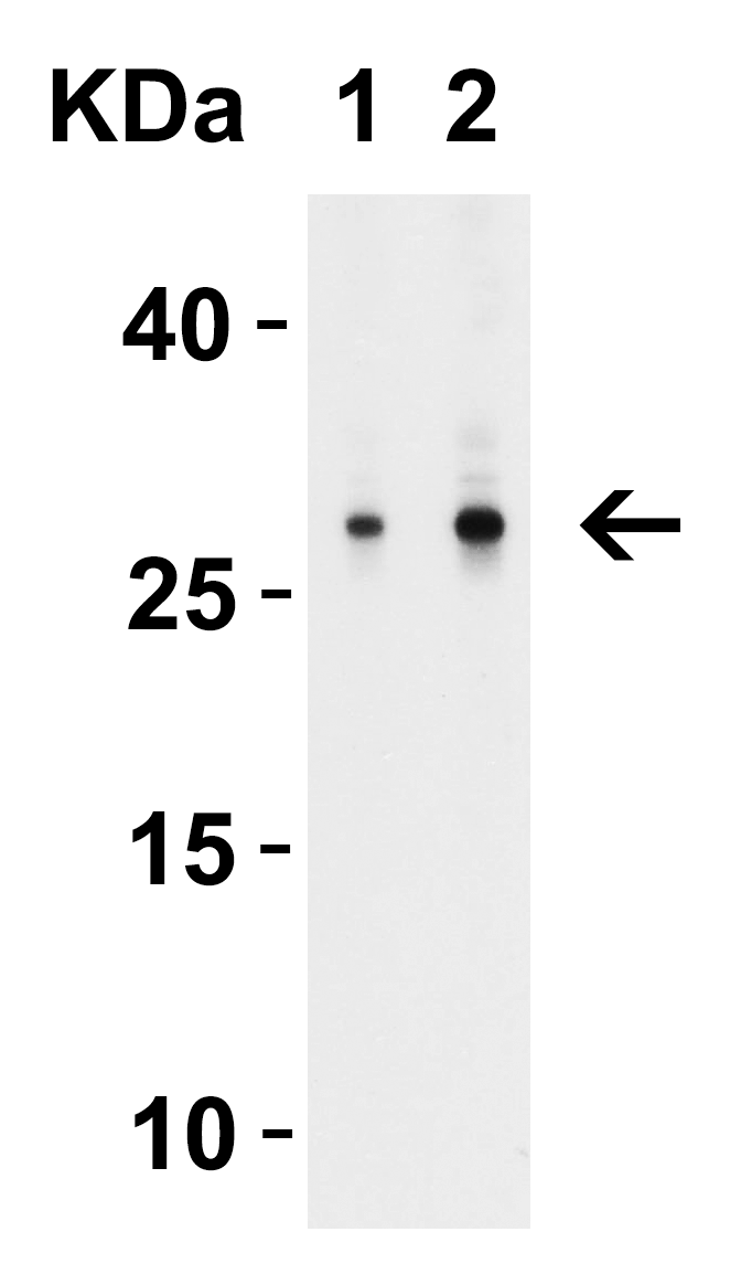 MOX1 Antibody
