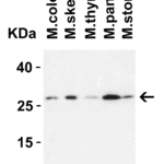 <strong>Figure 2  WB Validation in Mouse Tissues</strong><br>Loading: 15 μg of lysate.  Antibodies:  MOX1 5995, 2 μg/mL , 1 h incubation at RT in 8% NFDM/TBST.  Secondary: Goat Anti-Rabbit IgG HRP conjugate at 1:10,000 dilution.