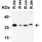 <strong>Figure 3 Western Blot Validation in Rat Tissues </strong><br> Loading: 15 μg of lysates per lane.  Antibodies: MOX1 5995, 2 μg/mL, 1h incubation at RT in 8% NFDM/TBST.  Secondary: Goat anti-rabbit IgG HRP conjugate at 1:10,000 dilution.