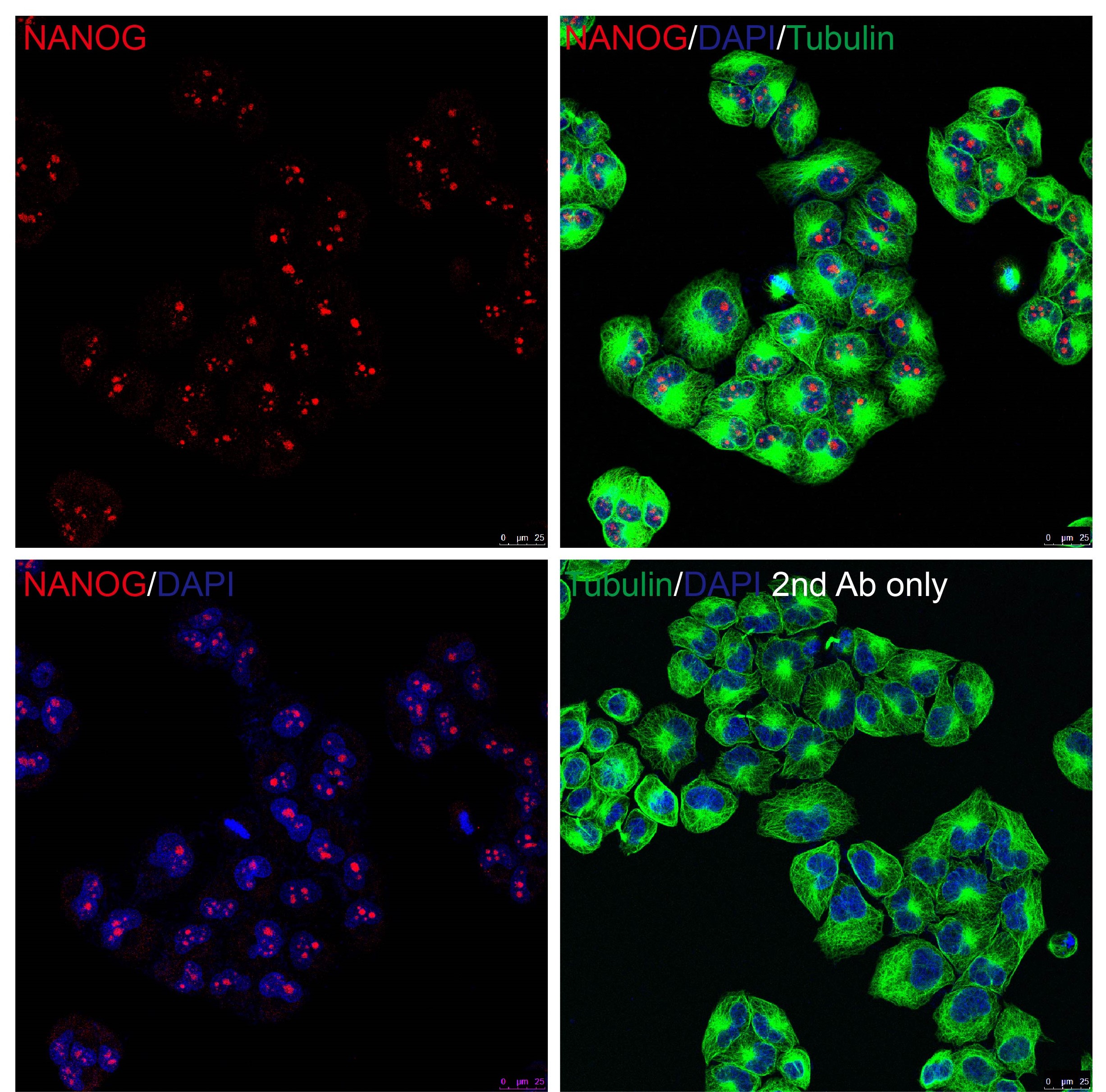 NANOG Antibody