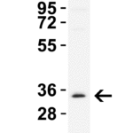 <strong>Figure 2  WB Validation in HeLa Cells</strong><br>Loading: 15 μg of lysate.  Antibodies:  NANOG 5585, 2 μg/mL , 1 h incubation at RT in 8% NFDM/TBST.  Secondary: Goat Anti-Rabbit IgG HRP conjugate at 1:10,000 dilution.