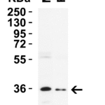 <strong>Figure 3 Western Blot Validation in Mouse and Rat Testis </strong><br> Loading: 15 μg of lysates per lane.  Antibodies: NANOG 5585, 2 μg/mL, 1h incubation at RT in 8% NFDM/TBST.  Secondary: Goat anti-rabbit IgG HRP conjugate at 1:10,000 dilution.
