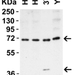 <strong>Figure 2 WB Validation in Human, Mouse, and Rat Cell Lines </strong><br>Loading: 15 μg of lysate per lane Antibodies: ST2 3363, 1 μg/mL , 1 h incubation at RT in 5% NFDM/TBST. Secondary: Goat Anti-Rabbit IgG HRP conjugate at 1:10000 dilution.