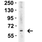 <strong>Figure 4 Western Blot Validation in Mouse Heart </strong><br>Loading: 15 μg of lysateAntibodies: ST2 3363, 1 μg/mL, 1h incubation at RT in 5% NFDM/TBST.Secondary: Goat anti-rabbit IgG HRP conjugate at 1:10000 dilution.