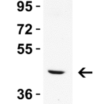 <p><strong>Figure 2. WB Validation in Rat Liver </strong>Loading: 15 μg of rat liver lysate Antibodies: TIM-1 9927, 2 μg/mL, 1 h incubation at RT in 5% NFDM/TBST. Secondary: Goat Anti-Rabbit IgG HRP conjugate at 1:10000 dilution.