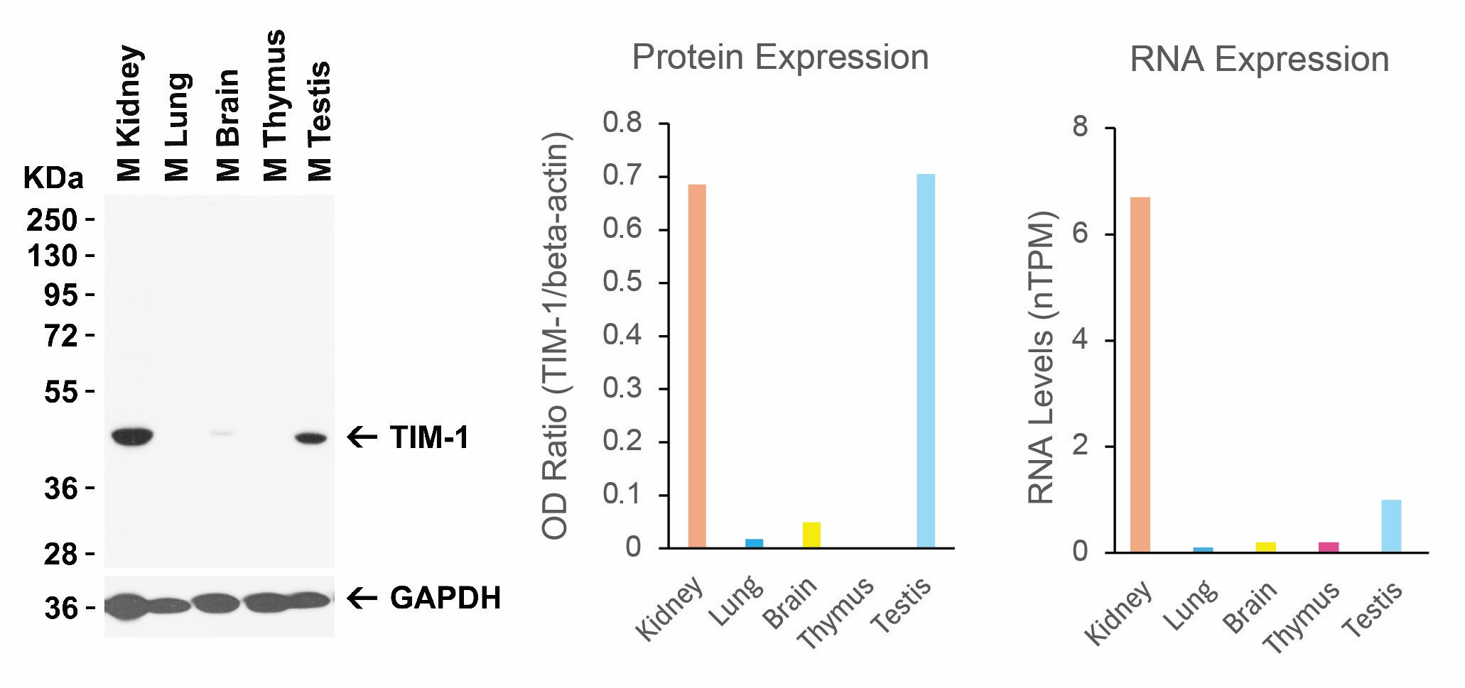 TIM-1 Antibody
