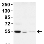 <strong> Figure 3 WB Validation  in Mouse Tissues </strong><br>Loading: 15 μg of lysate Antibodies:  Beclin-1 3613 , 1 μ g/mL , 1 h incubation at RT in 5% NFDM/TBST. Secondary: Goat Anti-Rabbit IgG HRP conjugate at 1:10000 dilution.