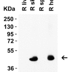 <strong> Figure 1 WB Validation  in Rat Tissues </strong><br>Loading: 15 μg of lysate Antibodies:  Caspase-12, 3195 , 1 μ g/mL , 1 h incubation at RT in 5% NFDM/TBST. Secondary: Goat Anti-Rabbit IgG HRP conjugate at 1:10000 dilution.