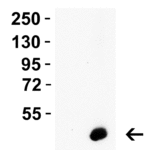 <strong> Figure 3 WB Validation  in Human Tissues </strong><br>Loading: 15 μg of lysate Antibodies:  Caspase-12, 3195 , 1 μ g/mL , 1 h incubation at RT in 5% NFDM/TBST. Secondary: Goat Anti-Rabbit IgG HRP conjugate at 1:10000 dilution.