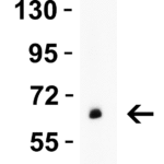 <strong> Figure 1 WB Validation  in Human Pancreas </strong><br>Loading: 10 μg of lysate Antibodies:  GLS2, 6217, 2 μ g/mL , 1 h incubation at RT in 5% NFDM/TBST. Secondary: Goat Anti-Rabbit IgG HRP conjugate at 1:10000 dilution.