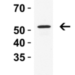<strong>Figure 3 Western Blot Validation in Rat Thymus</strong><br>Loading: 15 µg of lysates per lane.Antibodies: RIP3 2283, 0.5 μg/mL, 1h incubation at RT in 5% NFDM/TBST.Secondary: Goat anti-rabbit IgG HRP conjugate at 1:10000 dilution.