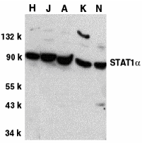 STAT1 alpha Antibody