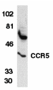CCR5 Antibody