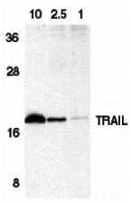 Trail Antibody