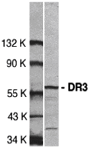 DR3 Antibody