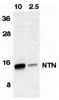 Neurturin Antibody
