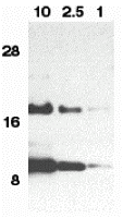 Eotaxin Antibody
