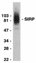 SIRP alpha Antibody