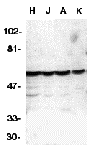 Caspase-10 Antibody