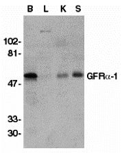 GFR alpha 1 Antibody