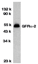 GFR alpha 2 Antibody