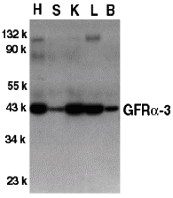 GFR alpha 3 Antibody