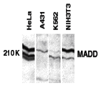 MADD Antibody