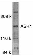 ASK1 Antibody