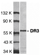 DR3 Antibody