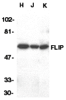 FLIP Antibody
