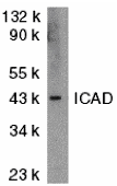 ICAD Antibody