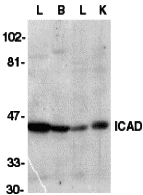 ICAD Antibody