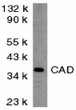 CAD Antibody