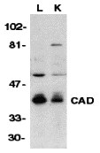 CAD Antibody